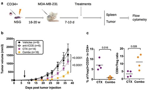 Figure 6. Impact of anti-ICOS mAb on tumor growth in HuMice. (a) Experimental design of the study, as detailed in the text. (b) Tumor growth was determined in four independent experiments in the indicated number of mice treated by PBS and isotype control (Vehicles), anti-ICOS and PBS (anti-ICOS; 50 µg/mouse), cyclophosphamide and isotype control (CTX; 1.5 mg/mouse) or a combination of CTX and anti-ICOS (Combo). Error bars are SEM. The arrow indicates the day the anti-ICOS, and the CTX treatment was performed. (c) Frequencies of Foxp3+CD25+ cells in CD4+CD3+ cells of the tumor in the indicated conditions. The CD8 to Treg ratio was obtained by dividing the frequencies of CD8+ T cells by the frequencies of Foxp3+CD25+ cells in CD3+ cells of the tumor in the indicated conditions. Each dot is a mouse and results are cumulative of two experiments.