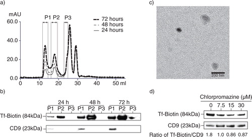 Fig. 2.  Isolation of exosomes from transferrin (Tf)-fed MSCs. a) To assess uptake and release of biotinylated Tf, E1-MYC 16.3 cells were grown in chemically defined serum-free culture medium containing biotinylated Tf. The medium was harvested after 24, 48 and 72 hours of conditioning and purified by HPLC as described in Materials and Methods. The HPLC chromatogram illustrated the resolution of the components into 3 peaks in each of the conditioned medium. b) Western blot analysis of the 3 peaks in each conditioned medium for the presence of biotinylated Tf and CD9 using streptavidin-HRP and anti-CD9 antibody, respectively. Equal volume of each peak was loaded in each lane. c) TEM images of HPLC Peak 1, scale bar=200 ηm. d) 105 E1-MYC 16.3 cells were plated into each well of a 6-well culture plate. After overnight incubation, the cells were starved in chemically defined serum-free culture medium for 1 hour before exposure to 0, 7.5, 15 or 30 µM chlorpromazine (CPZ) for 30 minutes. The cells were washed with PBS and incubated for another 30 minutes with fresh serum-free medium containing 5 µg/mL of Tf-Biotin and 0, 7.5, 15 or 30 µM CPZ. The medium was then removed and replaced with fresh defined medium. After conditioning for 6 hours, the medium was collected and concentrated using an Amicon 100 kDa filter. The concentrated medium was immunoprecipitated with anti-CD81 antibody. The immunoprecipitate was analysed by western blot hybridization and probed for biotinylated Tf using streptavidin-conjugated HRP and CD9 using an anti-CD9 antibody. The signal ratio of the biotinylated Tf to CD9 is indicated for each concentration of CPZ.