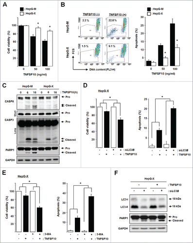 Figure 7. HBx-induced autophagy plays a cytoprotective role against TNFSF10-mediated cell death. (A) Cell viability and (B) apoptosis in cells stably expressing HBx. Cells were treated with TNFSF10 for 16 h, and MTT assay or flow cytometry analysis was performed as described in the Materials and Methods. (C) CASP activation in HepG-X cells. Cells were treated with TNFSF10 (100 ng/ml) for the indicated times, and immunoblot assay was performed. Pro, procaspase. For CASP3, short and long exposures are shown to visualize the procaspase and cleaved (active) forms, respectively. (D, E) Cell viability (left) and apoptosis (right) after LC3B knockdown by siRNA (D) or 3-MA treatment (E). (F) Caspase activity in HepG-X cells upon LC3B knockdown. All data are mean ± SD of 3 independent experiments. P-values were obtained by ANOVA (*P < 0.05).