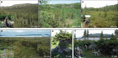 Figure 2. (a) Nain site near the town of Nain characterized by an open spruce and larch forest; a sawn tree stump is shown. (b) KAM site near the Kammasûk settlement showing an open spruce and larch forest. (c) WB site at Webb’s Bay characterized by a very open spruce and larch forest; an axe-cut tree stump is shown. (d) SA site on South Aulatsivik Island showing a very open spruce forest on the southern bank of the river. (e) A spruce krummholz found at site DI, near the Oakes Bay 1 archeological site on Dog Island. (f) Site DI showing short spruce trees (2 m) and an axe-cut stump