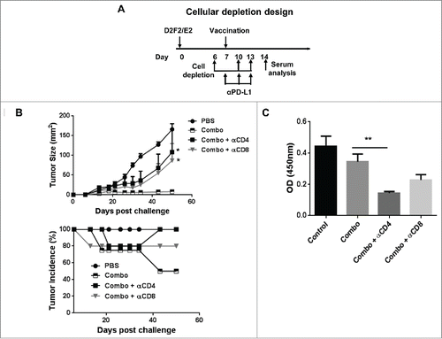Figure 7. Both CD4+ and CD8+ (T)cells were required for efficacy of the combination therapy. (A) Mice were challenged (s.c.) with 2 × 105 live D2F2/E2 WT cells. One week later, mice received one dose of 2 × 105 irradiated cellular vaccines on the contralateral flank (s.c.) and PD-L1 blockade (100µg- i.p.) as indicated (combo). CD4+ and CD8+ cells were depleted by i.p. injection of 200µg of anti-CD4 (clone GK1.5) and anti-CD8 (clone 2.43) antibodies as indicated. (B) Tumor growth and tumor incidence curves following depletion are shown. (C) Serum collected after cellular depletion was used to assess for HER-2 specific IgG responses. Mean ±SEM is plotted. N=5/group. Significance relative to combination therapy (combo). *p < 0.05, **p< 0.01.