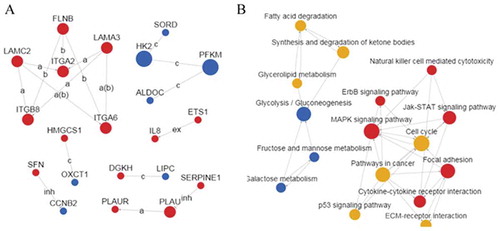 Figure 2. Network analysis of differentially expressed genes. (A) Network of differentially expressed genes. Red spot indicated upregulated gene, blue spot indicated downregulated gene, the line between the spots indicated their correlation. (B) Network of differentially expressed genes related pathways. Red spot indicated upregulated pathway, blue spot indicated downregulated pathway, yellow spot indicated both upregulated and downregulated pathway, the line between the spots indicated their correlation.
