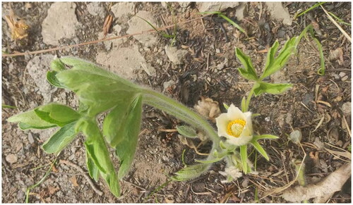 Figure 1. Pulsatilla chinensis f. alba D. K. Zang. Leaves 4 or 5, not fully expanded at anthesis; densely long pilose; leaf blade broadly ovate; 3-foliolate; margin entire or toothed. Sepals white. Wildlife photos were taken by C.B. in the Chinese city of Liaoyang, Liaoning Province. (E 123°33′09.26″, N 41°42′16.12″).