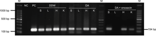 Figure 6 PCR of the ss-rRNA gene in different organs of Babesia microti-infected mice treated with DDW (positive control), 25 mg⋅kg–1 diminazene aceturate (DA), and DA (10 mg⋅kg–1) combined with enoxacin (50 mg⋅kg–1).