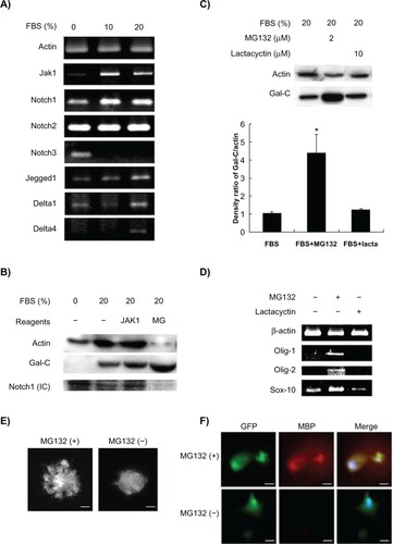 Figure 3 Effects of Notch signaling on serum-induced oligodendrocyte differentiation. A) Semiquantitative real-time polymerase chain reaction for detecting mRNA levels of JAK1 and Notch-associated markers in human mesenchymal stem cells cultured in different concentration of FBS. B) Western blotting for detecting the Gal-C and Notch1 cleaved internal domain in human mesenchymal stem cells treated with JAK1 inhibitor and Notch inhibitor MG132 for 24 hours. C) Comparison of effects of MG132 and lactacystin on expression of Gal-C. Upper panel: Western blot analysis. Lower panel: densitometric measurement of protein bands (*P < 0.05 compared with FBS control). D) Comparison of mRNA levels of oligodendrocyte-specific transcription factors (Olig-1, Olig-2, and SOX-10) in human mesenchymal stem cells treated with MG132 or lactacystin. E) Morphologic changes in GFP-labeled human mesenchymal stem cells. F) Comparison of the expression of MBP-1 in GFP-labeled human mesenchymal stem cells before (−) and after (+) MG132 treatment for 24 hours. Human mesenchymal stem cells were maintained in FBS during the treatment. The nuclei were stained by 4′,6-diamidino-2-phenylindole (DAPI). The sizes of scale bars for E and F were 20 and 40 μm, respectively.