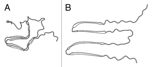 Figure 1. Structural models of HET-s(218–289) polymorphs. (A) Two-rung β-solenoid (PDB ID: 2KJ3). (B) Hypothetical stacked β-sheet model.Citation21
