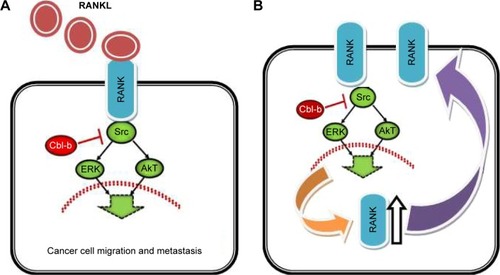 Figure 2 The role of Cbl-b in RANKL-induced breast cancer cell migration and metastasis.