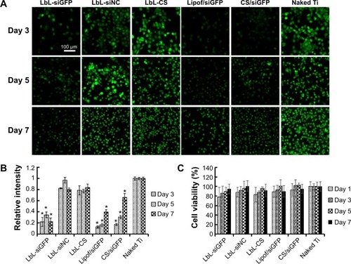 Figure 6 Knockdown and cytotoxicity in H1299 cells.Notes: (A) The knockdown efficiency of GFP visualized with a confocal laser scanning microscope (scale bar =100 μm). (B) Knockdown efficiency quantified by flow cytometry. *P<0.05 compared to naked Ti. (C) Cellular viability carried out by alamarBlue® assay.Abbreviations: CS, chitosan; LbL, layer-by-layer; Lipof, Lipofectamine® 2000; siGFP, siRNA targeting the expression of GFP; siNC, siRNA negative control.