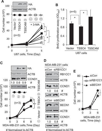 Figure 5. TSSC4 inhibition of cell growth is contributed by its inhibition of autophagy. Vector alone (HA), TSSC4 (TSSC4-HA) and its mutant TSSC4M (TSSC4M-HA) with two amino acids F97 and L100 in the conserved LC3-interacting region (LIR) (FDCL) being mutated to alanine, were transfected into cells and stable cell lines were generated. Cell death was measured by counting the numbers of cells (A, C, E). (A–B) Overexpression of TSSC4 but not its mutant TSSC4M inhibited cell growth in U87 cells. Expression of TSSC4, TSSC4M, was demonstrated by western blot (A). The autophagy inhibitor 3-MA (2 mM) was added on day 0 (A). (B) Cell proliferation was measured by BrdU incorporation assay (OD450). (C) Overexpression of TSSC4 but not its mutant TSSC4M inhibited cell growth in MDA-MB-231 cells. Expression of TSSC4, TSSC4M, and the proliferation marker CCND1 were demonstrated by western blot. TSSC4 and TSSC4 were identified by using HA tag antibody. (D–E) Knockdown of RB1CC1 or BECN1 by siRNAs inhibited cell growth in MDA-MB-231 cells. Knockdown of RB1CC1 or BECN1 as well as the knockown-affected CCND1 protein levels were demonstrated by western blot (D). ACTB was used as the loading control for western blot.