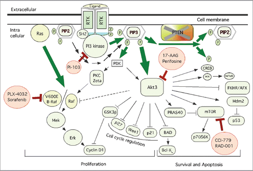 Figure 1 Schematic representation of key therapeutic targets in the PI3K/Akt and MAPK pathways together with pharmacological agents inhibiting members of these signaling cascades. Shown are the key therapeutic targets regulating melanoma development. Whereas PI3K/Akt3 pathway involved in cell survival and apoptosis regulation, MAPK pathway is implicated in cell proliferation. Targeting members of these signaling cascades using pharmacological agents has been shown to inhibit melanoma tumor development. Pharmacological agents inhibiting PI3K/Akt signaling; perifosine, 17-AAG, CCI-779 and RAD-001 have been evaluated in clinical trials. Vemurafenib and sorafenib targeting MAPK are also being evaluated in various clinical trials for inhibiting melanomas.