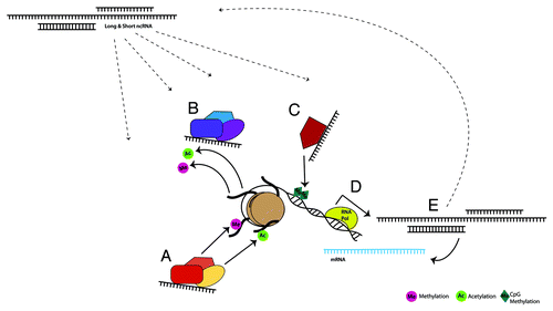 Figure 1. Environmentally sensitive, dynamic regulation of gene expression by long and short ncRNAs occurs through direct and indirect interaction with classical epigenetic mechanisms, forming a larger epigenetic network. ncRNAs are known to bind and recruit histone modifying complexes to either add (A) or remove (B) methyl and acetyl groups. These transcripts also modulate DNA methyltransferases (C), thereby facilitating or suppressing DNA methylation. Loci that are targeted by each of these mechanisms can encode protein coding and/or noncoding RNA transcripts (D). ncRNAs in turn can affect gene expression by interacting with mRNA, or through feedback into the previously discussed pathways (E).
