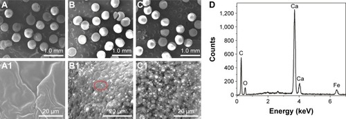 Figure 2 SEM images and EDX spectra of SPIO/Ca-ALG microspheres.Notes: (A–C) SEM images of SPIO/Ca-ALG microspheres prepared with 0, 3.0, and 6.0 mg/mL SPIO NPs, respectively. (A1–C1) Enlarged SEM image of the surface of one microsphere in A–C, respectively. (D) EDX spectra corresponding to the area marked by the red circle in Figure B1, indicating the existence of element Fe.Abbreviations: SEM, scanning electron microscope; EDX, energy dispersed X-ray spectrometer system; SPIO, superparamagnetic iron oxides; Ca-ALG, calcium alginate.