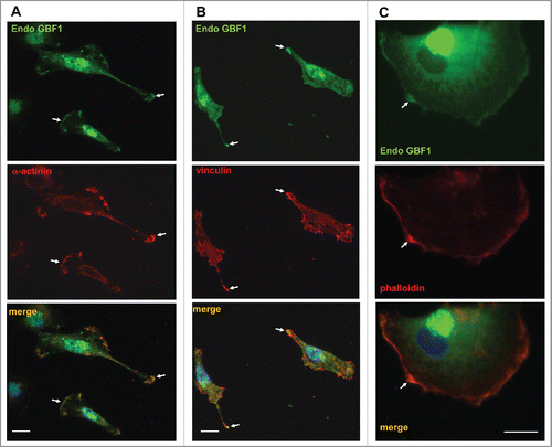 Figure 3. Co-localization of GBF1 with adhesion proteins in GBM cells person D54 cells were probed by double label IF with polyclonal anti-GBF1 and either monoclonal anti-α-actinin, monoclonal anti-vincullin or phalloidin staining. In addition to peri-nuclear Golgi staining, GBF1 localizes to focal adhesions and the leading edge containing adhesion proteins or actin-rich foci (arrows). Representative images from more than 2 independent experiments. Bar is 10 μm.