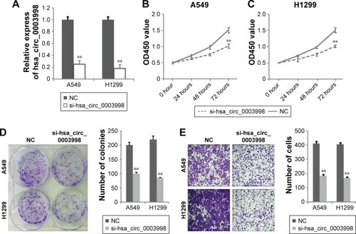 Figure 2 Hsa_circ_0003998 knockdown suppressed NSCLC cell proliferation and invasion in vitro.