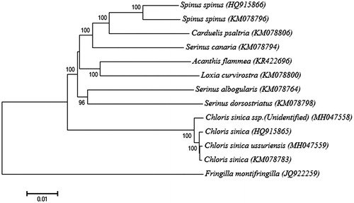 Figure 1. Phylogenetic tree of Chloris sinica ssp. and other related species belonging to Fringillidae based on complete mitochondrial genome sequences. The complete mitochondrial genomes were downloaded from GenBank and the phylogenetic tree is constructed by a neighbour-joining method with 1000 bootstrap replicates containing the full genomes derived from Fringillidae. Fringilla montifringilla was used as an outgroup for tree rooting. The percentage of replicate trees in which the associated taxa clustered together in the bootstrap test (1000 replicates) are shown next to the branches. The tree is drawn to scale, with branch lengths in the same units as those of the evolutionary distances used to infer the phylogenetic tree. GenBank accession numbers of each mitochondrial genome sequence are given in the bracket after the species name (MH047558 in this study collected from Ulleung Island, Korea; HQ915865 from China; MH047559 from Taean, Korea; KM078783 from unknown sampling site, Korea). The subspecies from Ulleung Island population in South Korea was approximated morphologically as kawarahiba (Won Citation1981; Won and Kim Citation2012), however to date no phylogenetic data for the C. sinica subspecies are available [hereinafter referred to as unidentified subspecies for Ulleung population(s)].