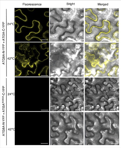 Figure 4. Heat-induced punctate structures of ATI3-ATG8 complexes. Agrobacterium cells containing the complementing ATG8A-N-YFP and ATI3A-C-YFP BiFC constructs were infiltrated into N. benthamiana leaves for co-expression. One d after the infiltration, tobacco plants were treated at 42°C for 3 h and complemented BiFC signals were observed by confocal fluorescence microscopy. Increased punctate structures of complemented ATG8A-N-YFP-ATI3A-C-YFP BIFC signals were observed after treatment at 42°C. No BiFC signals were observed from co-expression of ATG8A-N-YFP and ATI3AW260A-C-YFP at either 24°C or 42°C. Bar: 20 μm.