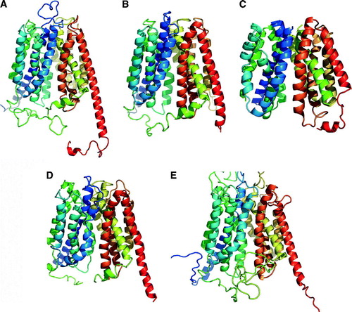 Figure 2.  Ribbon representation for models of eukaryotic MFS transporters. (A) Human Glut1. E. coli GlpT. (B) human G6PT. (C) Rat OCT1. (D) Rabbit OCT2. (E) S. cerevisiae Pho84. For a comparison with the structure of GlpT, see Figure 1A.