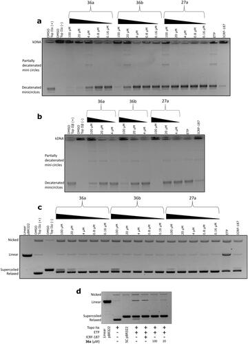 Figure 4. Inhibition of Topo IIα/IIβ mediated kDNA decatenation by carbazole derivatives (a, b). DNA cleavage assay in the presence of 36a, 36b, and 27a, respectively (c, d). ETP (100 µM) and ICRF-187 (100 µM) were used as references. The displayed gels have been cropped for clarity; full-length gels can be found in Supplementary Figures S4–S7.