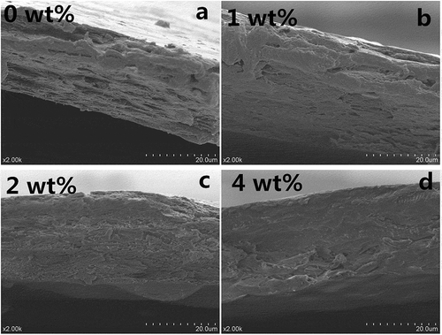 Figure 7. SEM images (a-d) of cross sections of collagen fiber-HA films with 0, 1, 2, 4 wt% content of HA.