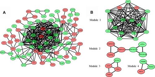 Figure 4 Protein–protein interaction (PPI) network analysis. (A) The PPI network of DEGs visualized in Cytoscape. Red indicates upregulated genes, and green indicates the downregulated genes. (B) Four significant modules in the PPI network.