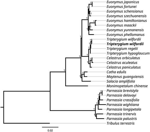 Figure 1. Phylogenetic tree inferred using the Maximum Likelihood (ML) method based on 27 representative species (with 1000 bootstrap repetitions). The following sequences were used: Tripterygium wilfordii OK065822 (in this study), Euonymus japonicus NC_028067 (Choi and Park Citation2016), Euonymus fortunei NC_057058 (unpublished), Euonymus schensianus NC_036019 (Wang et al. Citation2017), Euonymus szechuanensis NC_047463 (Wang et al. Citation2020), Euonymus hamiltonianus NC_037518 (unpublished), Euonymus maackii NC_057059 (unpublished), Euonymus yunnanensis MW770452 (unpublished), Euonymus phellomanus NC_057060 (unpublished), Tripterygium wilfordii MN624264 (unpublished), Tripterygium regelii MN624266 (unpublished), Tripterygium hypoglaucum MN624265 (unpublished), Celastrus orbiculatus MW316708 (unpublished), Celastrus aculeatus MW801026 (unpublished), Celastrus paniculatus OL804289 (unpublished), Catha edulis KT861471 (unpublished), Maytenus guangxiensis NC_047301 (Shi and Liu Citation2020), Salacia amplifolia NC_047214 (Lin et al. Citation2019), Monimopetalum chinense MK450440 (Pan et al. Citation2019), Parnassia brevistyla MG792145 (Xia et al. Citation2018), Parnassia delavayi MK580540 (unpublished), Parnassia crassifolia MK580538 (unpublished), Parnassia wightiana MN398191 (Li et al. Citation2019), Parnassia longipetala MK580539 (unpublished), Parnassia trinervis NC_043951 (unpublished), Parnassia palustris NC_045280 (Yu et al. Citation2019), Tribulus terrestris MN164624 (Yan et al. Citation2019).