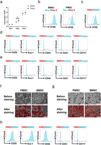 Figure 1. The characteristics of PMSCs and BMSCs. (a) The cell numbers of PMSCs (n = 6) and BMSCs (n = 6) during the three-day cell culture. (b) The expressions of CFSE of PMSCs and BMSCs collected after the three-day cell culture and the 2nd three-day cultivation were detected by flow cytometry. (c) The expressions of CFSE of PMSCs and BMSCs collected after the 2nd three-day cultivation were compared by using flow cytometry. (d) The expressions of Sca-1, CD29, CD44, CD31, and CD117 on the surfaces of PMSCs collected after the 2nd three-day culture were detected by flow cytometry. (e) The expressions of surface marks of BMSCs collected after the 2nd three-day culture were detected by flow cytometry. (f) The osteogenic differentiation of PMSCs and BMSCs was identified on the 21th day by Alizarin Red staining. Scale bars: 100 μm. (g) The adipogenic differentiation of PMSCs and BMSCs was identified on the 21th day by Oil Red O staining. Scale bars: 100 μm. (h) The surface marks of PMSCs and BMSCs collected after the 2nd three-day cultivation were compared by using flow cytometry. An independent-sample t-test evaluated differences for between-group comparisons. *p < .05.