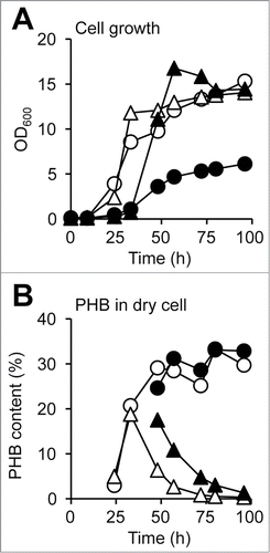 Figure 4. Time course of PHB production by A. vinelandii. (A) Cell growth. (B) PHB accumulation in dry cells. Open circles, WT grown on sucrose; closed circles, WT grown on glycerol; open triangles, ΔalgD grown on sucrose; closed triangles, ΔalgD grown on glycerol.