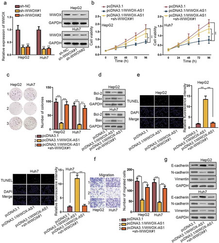 Figure 4. WWOX-AS1 mediates HCC progression by regulating WWOX expression. (a) The knockdown efficiency of WWOX in HCC cells was detected via qRT-PCR and western blot after 48 h of transfection. (b-c) The proliferative capacity of HepG2 and Huh7 cells was evaluated by CCK-8 and colony formation after transfected with indicated plasmids. Cell viability was detected at indicated time points (0, 24, 48, 72 or 96 h). The number of colonies was detected after 14 days of incubation. (d-e) The effect of WWOX knockdown on WWOX-AS1 overexpression-induced apoptosis was examined via western blot (after 48 h of transfection) and TUNEL (after 24 h of incubation). (f) The effect of silenced WWOX on the inhibitive migration capacity resulted from upregulation of WWOX-AS1 was measured via transwell after 24 h of incubation. (g) The expression levels of EMT-associated proteins were examined in transfected cells through western blot after 48 h of transfection. *P < .05, **P < .01