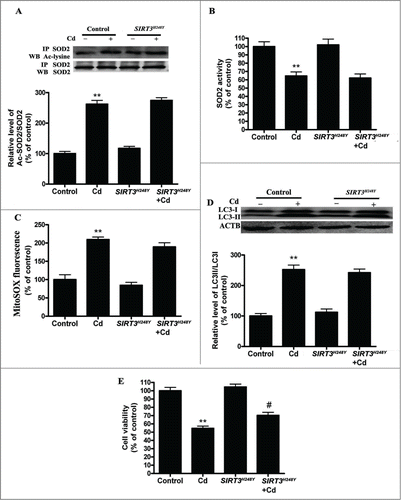 Figure 6. SIRT3 deacetylase deficiency does not affect mitochondrial-derived O2•− accumulation and autophagy in Cd-treated HepG2 cells. (A) SIRT3H248Y overexpression did not induce deacetylation of SOD2 after 10 μM Cd treatment. (B) SOD2 activity in HepG2 cells. (C) Mitochondrial-derived O2•− production. (D) Representative immunoblot of LC3 protein levels in HepG2 cells. (E) Cell viability. The results are expressed as a percentage of the control, which is set at 100%. The values are presented as the means ± SEM, **p < 0.01 versus control group, #p < 0.05 vs. the Cd (10 μM) group. (n = 6.)