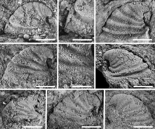 Figure 16. Davidonia cf. rostrata (Zhou & Xiao, Citation1984), showing details of morphology and shell preservation. A, B, left lateral view and detail of shell layers (PMU 37993/2). Arrows points to outer shell layer. C, left lateral view (PMU 37994/1). D, E, left lateral view and detail of shell layer (PMU 37993/1). F, right lateral view. Arrow points to outer shell layer (PMU 37995). G, left lateral view of specimen with partly recrystallised shell (PMU 38252). Arrow points to outer shell layer, obscuring the ribs on the internal mould. H, left lateral view of specimen showing two layers of recrystallised shell (PMU 38194/1). I, right lateral view of specimen showing inner shell structure of oblique bands (PMU 38289). From the Ellipsostrenua spinosa Zone at Gislövshammar, Scania, southern Sweden. Scale bars for A, C, D, F–I = 1mm, scale bars for B, E = 0.5 mm