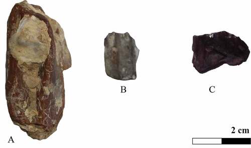 Figure 3. Isolated teeth of Ornithopoda indet. from the Papo-Seco Formation of Portugal. Dentary teeth MG8760 (A) and MG10 (B); maxillary tooth CPGP.1.03.3 (C). Scale: 2 cm.