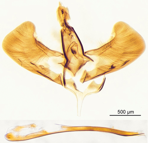 Figure 7. Male genitalia Malayomelittia ruficrista comb. nov.