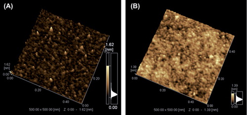 Figure 4. SPM images of the native GOD (A) and GOD in the presence of 30% (w/v) dextran (B).