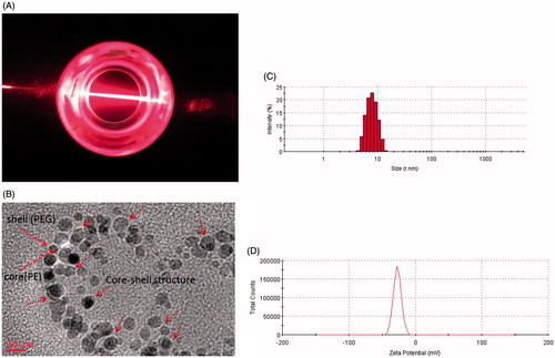 Figure 1. Characterization of PUE@PEG-PE micelles. (A) Transparent reddish solution and Tyndall phenomenon. (B) TEM photographs. (C) Size distribution. (D) Zeta potential distribution.