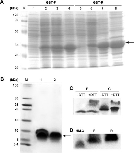 Figure 2 Analysis of the expressed fusion proteins and the purified fusion peptides.