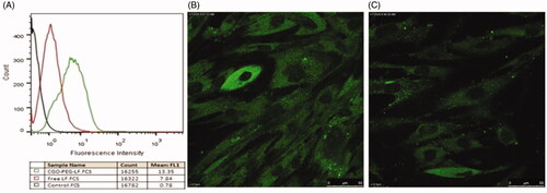 Figure 5. Cellular uptake of free bLF and its conjugated form (CGO-PEG-bLF) by TC-1 cells. The experiment was studied by flow cytometry (A) and confocal electron microscopy (B, C). (B) The cell treated by CGO-PEG-bLF and (C) the cells treated by free bLF.