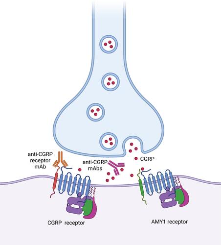 Figure 1 Mechanisms of action of monoclonal antibody (mAb) targeting Calcintonine Gene-related peptide (CGRP) receptor (erenumab) and antibodies targeting the soluble CGRP at synaptic level and representation of CGRP receptor and (amylin) AMY1 receptor. Created with BioRender.com.