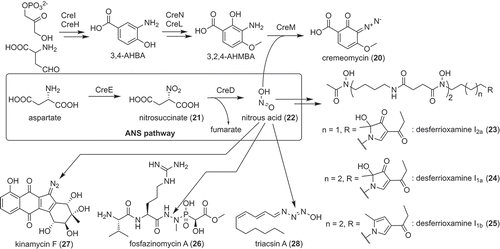 Figure 4. Secondary metabolite specific nitrous acid biosynthetic pathway discovered from actinobacteria and natural products synthesized by this pathway.
