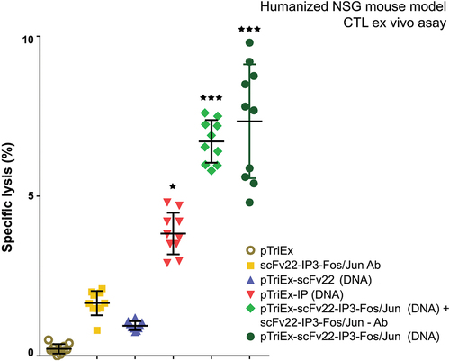 Figure 9. pTriex-sc22-IP-Jun/sc22-IP3-Fos vaccinated humanized NSG mice, boosted with the same expressed fusion protein generated an efficient anti-influenza CTL immune response in the host. Human cells were isolated from the spleens and lymph nodes of all treated animals and control groups respectively, at day 14 after the last immunization. Target 3T3 influenza virus-infected cells were cultured with isolated human cells (as effector cells) at a ratio 1:40 and LDH concentration in the supernatants was measured by a commercial CytoTox assay. Results are expressed as the mean value ±SD of triplicates. p values were calculated using the two-way ANOVA test (*p < 0.05, **p < 0.01, *** p < .001), in comparison to pTriex-treated controls.