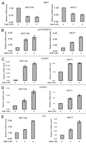 Figure 7 HDACi treatment lead to derepression of p57, IGFBP2 and IGFBP3. (A) Downregulation of BMI1 by NaB was confirmed using qRT-PCR analysis before examining the expression of PcG targets. qRT-PCR assay for BMI1 in untreated (0 mM) and NaB-treated (2 mM and 4 mM) MCF10A and MCF7 cells was done as described in Figure 2A and Materials and Methods. (B–D) the expression of p57/CDKN1C (B), IGFBP2 (C) and IGFBP3 (D) in untreated (0 mM) and NaB-treated (2 mM and 4 mM) MCF10A and MCF7 cells was determined by qRT-PCR assay as described in Figure 2A and Materials and Methods. (E) Upregulation of p21 by NaB was confirmed in NaB-treated MCF10A and MCF7 cells by qRT-PCR analysis as described above.