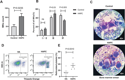 Figure 2. Total number of MKs and reticulated platelets increased in the HAPC group. Bone marrow slices were obtained from patients with HAPC (HAPC group; n = 55), as well as from cured patients with non-megakaryocytic leukemia (control group; n = 25). (A and B) Comparison of the MK count and the classification proportions of MKs in bone marrow between the HAPC and control groups. (C) Representative figures of bone marrow slices stained using Wright’s stain. Granular MKs (stage III) and mature MKs (stage IV) are 40–70 μm in diameter, sometimes up to 100 μm. They have irregular morphology, large nuclei, irregular morphology, no nucleoli, and extremely abundant cytoplasm with a large number of small purply-red particles in the cytoplasm. The difference is that the granular MKs membrane is intact, and there is no platelet formation around the cells. However, the membrane of mature MKs is not clear, and most of them have pseudopodia, and platelets often accumulate on the medial and lateral sides. Granular MKs are indicated with red circles, and mature MKs are indicated with white circles. (D) Representative flow cytometric results of reticulated platelets. (E) Purified platelets were obtained and stained with Thiazole Orange to measure the reticulated platelet ratio using flow cytometry (n = 5 subjects/group).
