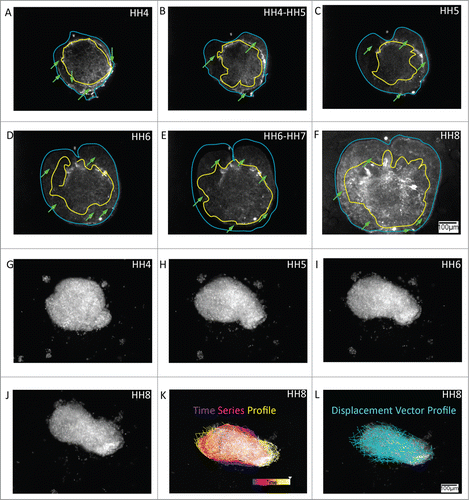 Figure 5. Both extracellular matrix (ECM) scaffold motion and cell autonomous motion characterize tissue-level morphogenetic movements in cultured explants. (A – F) Representative anterolateral tissue explant obtained from an embryo injected with fluorescent (Cy3) fibronectin antibody. Since fibronectin filaments are not self-propelled the fluorescence profiles demonstrate tissue dynamics as judged by passive ECM motion. In this way the anisotropic morphology of the expanding tissue could be distinguished by a relatively dense fibronectin network at the explant's core, yellow boundary trace, surrounded by a relatively sparse fluid-like boundary traced in blue. The time-lapse series demonstrates a circumferentially expanding fluid-like front, in which the peripheral expansion is accompanied by deformation of the ECM rich core region. Green arrows mark bundles of fibronectin that appear to extend between the dense ECM and sparse ECM regions. Supplementary movie 5 accompanies figure 5(A – F). Mag bar = 100 μm. (G – J) Representative Hensen's node tissue explant obtained from a transgenic quail bearing a ubiquitous H2B-mcherry nuclear marker (Lansford et al. manuscript in preparation). The time-lapse frames demonstrate collective cellular motion within the explants. The time-trace cell motility analysis (K) shows the cell populations at the circular explant periphery (blue/purple) driving the polarized tissue extension (red/orange), thus reaching the elongating ends of the explant (yellow/white) during the time period that corresponds to HH stages 4 through 8. Meanwhile, displacement vector analysis of a subpopulation of cells in the nodal explant (L) shows cellular convergence and extension motion patterns. Extension at the antero-posterior edges of the nodal tissue is particularly evident. Supplementary movie 6 accompanies figure 5(G – J). Heat-map depicts the elapsed time course. Mag bar = 100 μm.