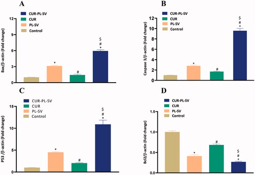 Figure 7. Expression of apoptotic markers (A) Bax, (B) caspase-3, (C) p53, and (D) Bcl-2. CUR: curcumin; PL: Phospholipon® 90H; SV: scorpion venom peptide. Data are the mean of four independent experiments ± SD. *Significantly different vs. control, p<.05; #significantly different vs. PL-VS, p<.05; $significantly different vs. CUR. CUR: curcumin; PL: Phospholipon® 90H; SV: scorpion venom peptide.