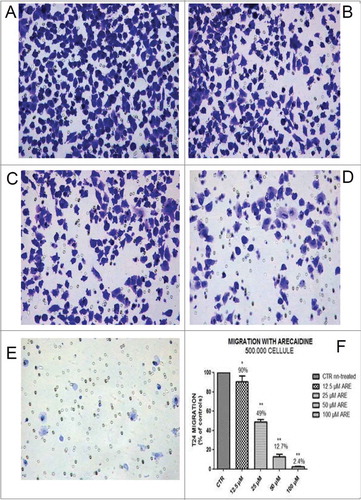 Figure 7. The M2 agonist Arecaidine inhibits in vitro cell migration of T24 cell line. Representative microscopic fields of T24 cell migration across an 8 μm pore size filter in absence (A) and in presence of 12.5 μM, (B) 25 μM, (C) 50 μM (D) and 100 μM (E) Arecaidine for 21 hours. Magnification 25×. (F) The graph shows that 12.5, 25 and 50 μM of Arecaidine were able to significantly decrease the number of migrated cells (10, 51 and 87%, respectively) with a better effect at 100 μM of Arecaidine. The bars represent the mean ± SD. *P < 0.05, **P < 0.001 vs. untreated cells. CTR, control, ARE, Arecaidine.