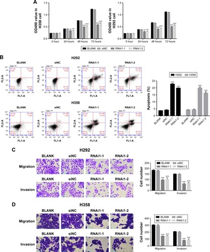 Figure 3 Knockdown of TRIM37 inhibited cell proliferation and apoptosis.