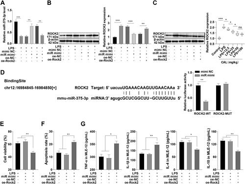 Figure 4. miR-375-3p ameliorates LPS-induced ALI by targeting ROCK2. (A) miR-375-3p transfection efficiency confirmed by RT-qPCR; (B) ROCK2 expression in MLE-12 cells determined by Western blot; (C) ROCK2 expression in lung tissues of mice determined by Western blot; (D) target relationship between miR-375-3p and ROCK2 confirmed by dual-luciferase reporter assay; (E) cell viability assessed by MTT; (F) cell apoptosis assessed by flow cytometry; (G) levels of TNF-α, IL-1β, IL-4, and IL-10 in MLE-12 cells determined by ELISA. Data are shown as mean ± standard deviation. Cell experiments were repeated 3 times. Data in figures (A-C) and (E-G) were analyzed using a one-way analysis of variance, followed by Turkey’s test. Data in Figure (D) were analyzed using t test. *p < 0.05, **p < 0.01, ***p < 0.001.