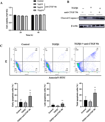 Figure 5 Effects of anti-CTGF Nb on apoptosis of LX-2 cells in response to TGFβ1. (A) The cytotoxic effect of anti-CTGF Nb in LX-2 cells was determined by CCK-8 assay at various concentrations (0, 1, 5, and 10 µg/mL) for 24 h and 48 h. (B) Representative Western blots showing cellular extracts cleaved caspase-3, and β-actin as loading control. (C) Anti-CTGF Nb (5 µg/mL) increased the rate of apoptosis in activated LX-2 cells in response to TGFβ1 (2 ng/mL) for 24 h. Cell apoptosis was detected using a Annexin V-FITC Apoptosis Detection Kit. The results are shown as the mean ± SD from three independent experiments. **p < 0.01 vs the TGFβ1 group.