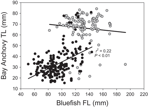 FIGURE 6. Predator-to-prey size relationships between juvenile summer (black circles) and spring (gray circles) Bluefish and Bay Anchovy collected from the lower Hudson River estuary in 2008 and 2009 combined.