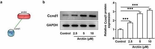 Figure 3. Arctiin could upregulate Ccnd1 expression in MC3T3-E1 cells. (a) The STITCH website (http://stitch.embl.de/) was used to predict the bind of Arctiin to Ccnd1. (b) The expression of Ccnd1 was measured by means of western blot analysis. ***P < 0.001.