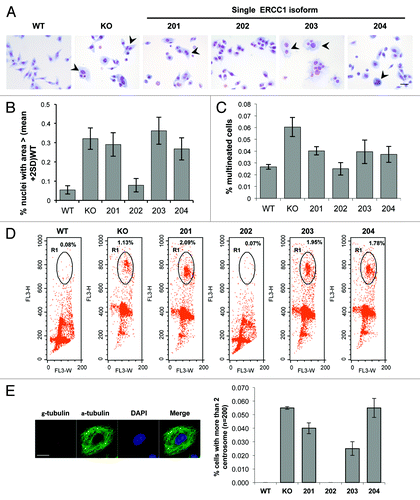 Figure 4. ERCC1 deficiency-induced polyploidy in NSCLC cells is rescued by the 202 isoform. (A) Diff-QuickTM staining of wild-type A549 (WT), A549 knocked-down for ERCC1 (KO), and A549 expressing individually each of the 4 ERCC1 isoforms (201, 202, 203, and 204). Arrowheads point to abnormally sized nuclei and multinucleated cells. Scale bar, 20 µm. (B) Nuclear areas were determined using ImageJ software in wild-type A549 (WT), A549 knocked-down for ERCC1 (KO), and A549 expressing individually each of the 4 ERCC1 isoform (201, 202, 203, and 204) stained with Diff-Quick™ as in (A). The percentage of cells with nuclear area superior to the average nuclear area of WT cells was plotted. Error bars indicate SEM. (C) The percentage of multinucleated cells was scored manually on Diff Quick™ stain cells (n = 200). Error bars indicate SEM. (D) wild-type A549 (WT), A549 knocked-down for ERCC1 (KO) and A549 expressing individually each of the 4 ERCC1 isoforms (201, 202, 203, and 204) were blocked in G2/M by a 6 h colcemid treatment (Karyomax) and then processed for PI DNA profiling. Dot plot representation of the flow cytometry analysis is shown. Circled population corresponds to aneuploidy single cells containing more than 4N DNA. (E) Images show representative γ- and α-tubulin immunofluorescence staining of A549 cells used to score for centrosome number per cell (scale bar, 10 µm). The percentage of cells with more than 2 centrosomes was plotted. At least 200 wild-type A549 (WT), A549 knocked-down for ERCC1 (KO), or A549 expressing individually each of the 4 ERCC1 isoforms (201, 202, 203, and 204) were counted. Error bars indicate SEM.